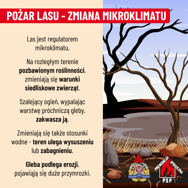 Nocny pożar lasu w Zdunach. Spłonęły hektary ściółki. Akcja trwała ponad 5 godzin