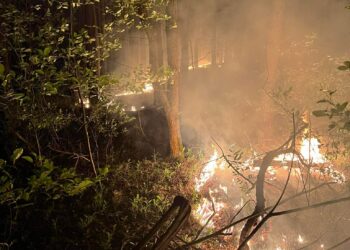 Nocny pożar lasu w Zdunach. Spłonęły hektary ściółki. Akcja trwała ponad 5 godzin