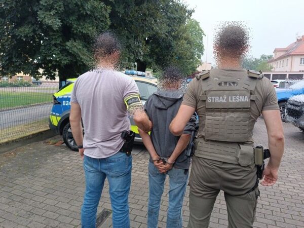 Wyciął sześć sosen i zabrał drewno. 51-latek odpowie przed sądem Wyciął sześć sosen i zabrał drewno. 51-latek odpowie przed sądem